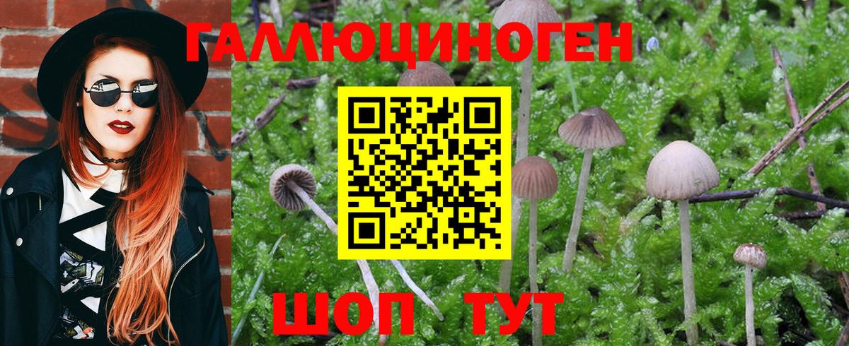 Каменск-Уральский  Псилоцибиновые грибы Psilocybine cubensis  Вход с VPN 